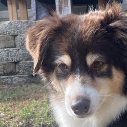 Reno - Miniature Australian Shepherd