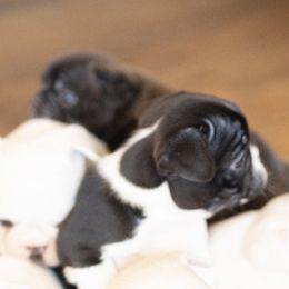 French Bulldog Puppies from ETL FUNTASTIC FRENCHIES