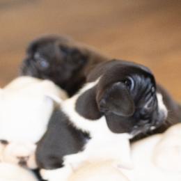 French Bulldog Puppies from ETL FUNTASTIC FRENCHIES