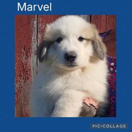 Marvel- blue collar - White and badger male Great Pyrenees puppy in Mikado, Michigan from Brittain Family Farm