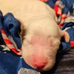 Girl 1 - Liver right ear patch - Liver belton female English Setter puppy in Boise, Idaho from English Setters of the Eyrie