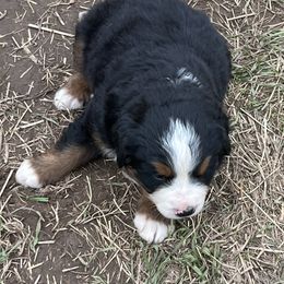 Toby - Black rust and white male Bernese Mountain Dog puppy in Falls Mills, Virginia from Buck’s Bernese