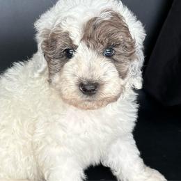 Screech - Blue merle male Aussiedoodle puppy in Lake City, Florida from North Florida Poodles and Doodles