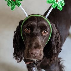 Field Spaniels from Triforza Field Spaniels