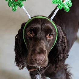 Field Spaniels from Triforza Field Spaniels