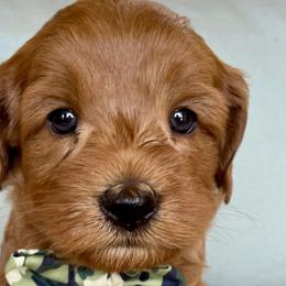 Franklin - Australian Labradoodle puppy in Roseville, California from Darby Park Doodles