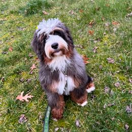Mary - Bernedoodle