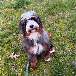 Mary - Bernedoodle