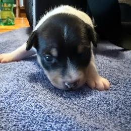 Ruby female 1 - White black and tan female Toy Fox Terrier puppy in Clermont, Florida from Debbie Hiles's Toy Fox Terriers