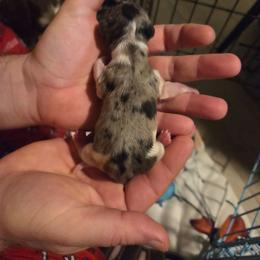 Jason - Dapple male Dachshund puppy in Mobile, Alabama from Mobile Mini Dachshunds