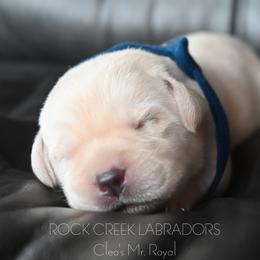 Cleo's Royal - Yellow male Labrador Retriever puppy in Pasco, Washington from ROCK CREEK LABRADORS Pasco, WA