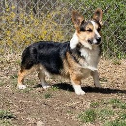 Jay - Pembroke Welsh Corgi