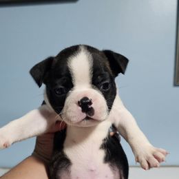 Peso - Black and white male Boston Terrier puppy in Columbus, Ohio from Bryn's AKC Bostons