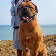 Dogues de Bordeaux from Motor City Mastiffs