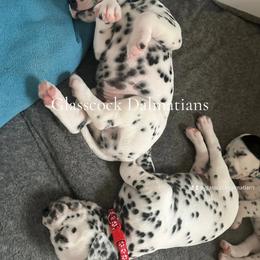 Dalmatian Puppies from Glasscock Dalmatians