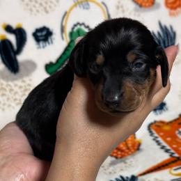 Milo - Black and tan male Dachshund puppy in Cypress, Texas from Sweet Little Churros