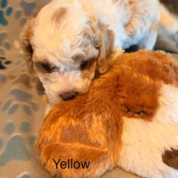 Yellow - Parti male Assorted Doodle Crosses puppy in Mt Pleasant, Texas from Hippdoodranch