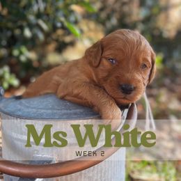 Mrs. White - Red  female Goldendoodle puppy in Pensacola, Florida from Ruby Pupper Doodles