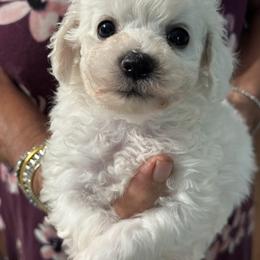 Puppy - White male Bichon Frise puppy in Greenville, South Carolina from Almaza Bichons