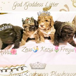 Cockapoo puppies from Royal Cockapoo Playhouse