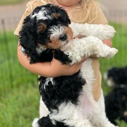 Betty Lou - Tri-color female Bernedoodle puppy in Liberty, Pennsylvania from Mountain Springs Farm