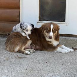 Miniature Australian Shepherds from Jones Mini Aussies