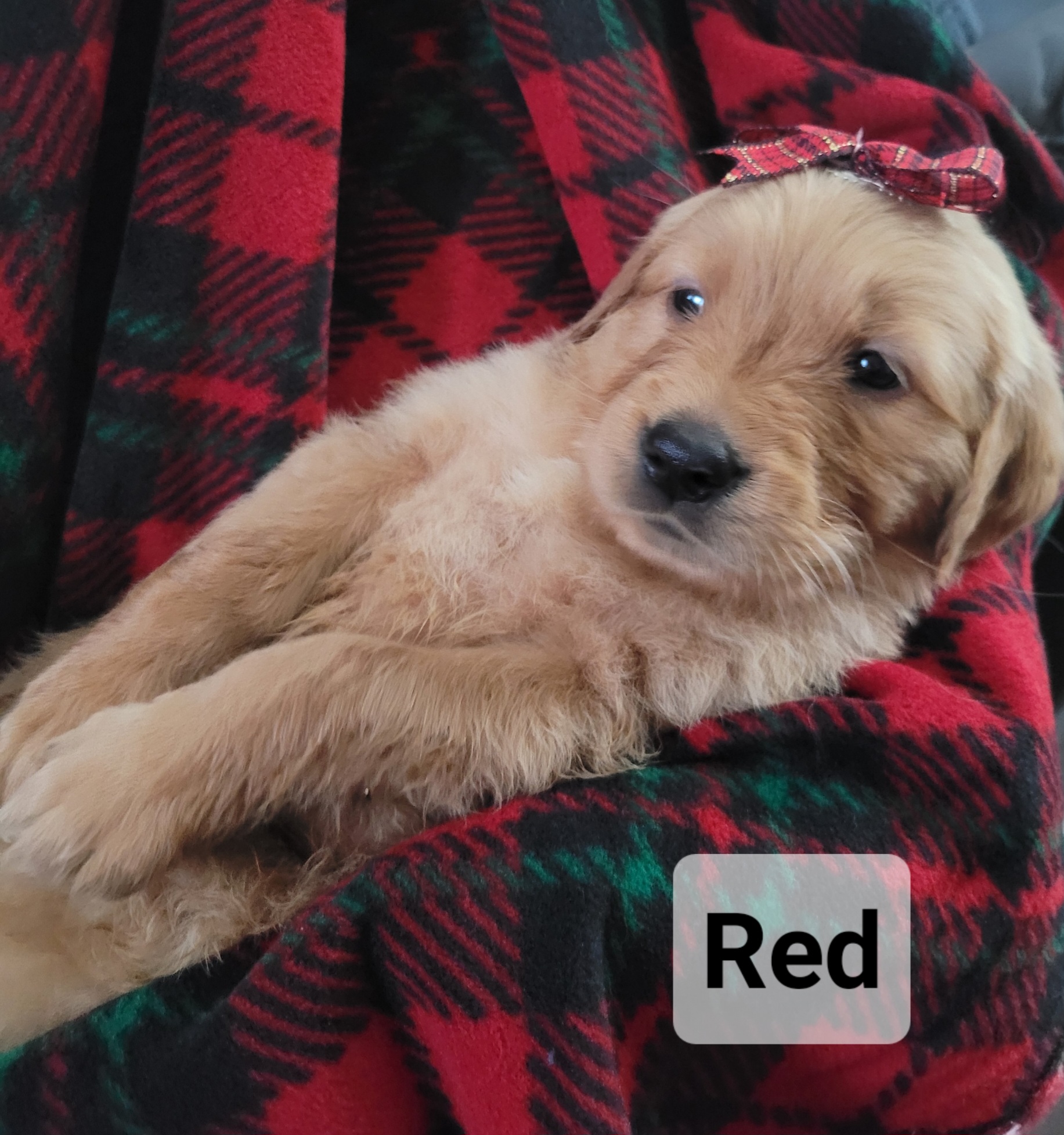 Golden Retriever Puppies from Catherine's Goldens