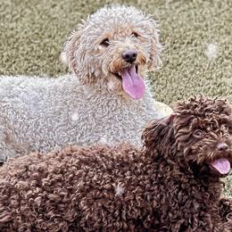 Cavapoos from PierbrunPoodles