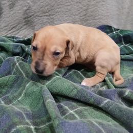 Elanor - Chocolate female Great Dane puppy in Marshall, Michigan from Dream K9