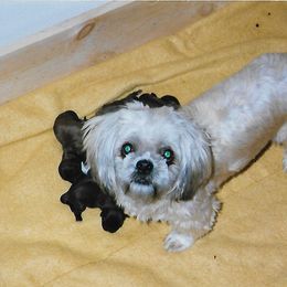 Shih Tzu Puppies from Shih Tzu Dreams Come True