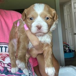 Purple collar - Gold and white female Shihpoo puppy in Millsap, Texas from Gaston’s Posh Poodles and Doodles