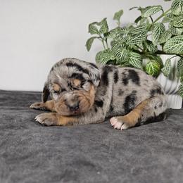 Skye NALC - Blue merle female Catahoula Leopard Dog puppy in Doerun, Georgia from Twig & Tail Puppies