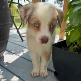 Taco - Red merle male Toy Australian Shepherd puppy in Southport, North Carolina from Small Mini/Toy Aussies
