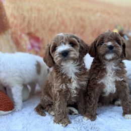 Aussiedoodle and Cavapoo Puppies from Pawsome Aussie Doodles and Oodles
