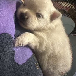 Girl 4 - White female Pomeranian puppy in Houston, Texas from Lola’s Poms