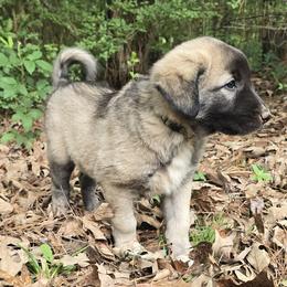 Zara - Fawn female Anatolian Shepherd Dog puppy in La Grange, Georgia from Florida Anatolian Shepherds