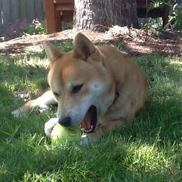 Aki - Shiba Inu