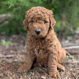 Green - Red  male Goldendoodle puppy in Midland, North Carolina from Alger Farm, LLC