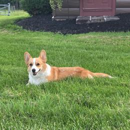 Eleanor - Red female Pembroke Welsh Corgi puppy in Lewisberry, Pennsylvania from Salted Rim Corgis