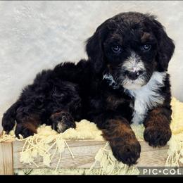 Spinach - Tri-color female Bernedoodle puppy in Roseburg, Oregon from Lookingglass Doodles