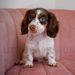 Nutter Butter - Piebald female Dachshund puppy in Temecula, California from Naomi Magee's Dachshund Kennel