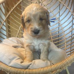 Blue collar - Apricot male Goldendoodle puppy in Clarksville, Iowa from Iowa Heartland Doodles