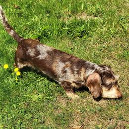 Libby - Dachshund