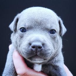 Josie - Blue female Staffordshire Bull Terrier puppy in Dallas, Texas from Wild Blue Staffords