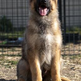 German Shepherd Puppies from vom Gannett