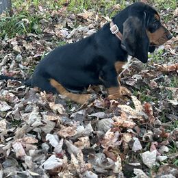 Elektra - Black tan and white female Basset Hound puppy in Willow Spring, North Carolina from Blackberry Creek Basset Hounds