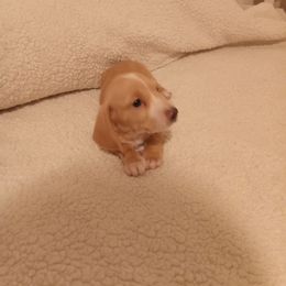 Dachshund Puppies from Dachshund Love