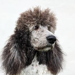 Sage - Poodle