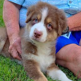 Rusty - Red tri-color male Australian Shepherd puppy in Red Oak, Texas from Wildwing Aussies