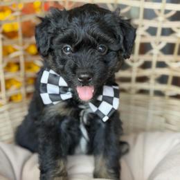 Boots - Black tri-color male Aussiedoodle puppy in Grinnell, Iowa from Rural Iowa Aussies & Doodles